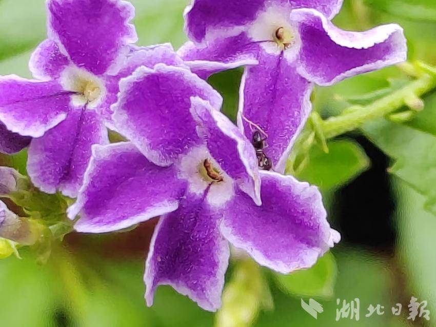 美高梅上海
